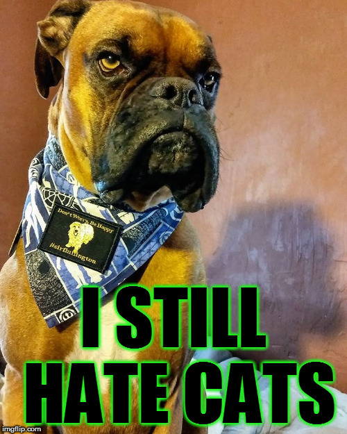 Grumpy Dog | I STILL HATE CATS | image tagged in grumpy dog | made w/ Imgflip meme maker