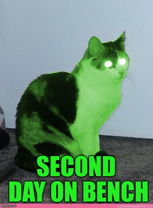 Hypno Raycat | SECOND DAY ON BENCH | image tagged in hypno raycat | made w/ Imgflip meme maker