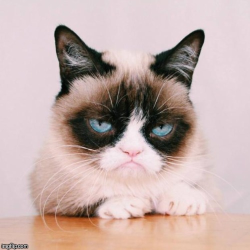 grumpy cat again | T | image tagged in grumpy cat again | made w/ Imgflip meme maker