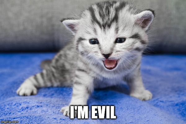 I'M EVIL | image tagged in evil cat | made w/ Imgflip meme maker