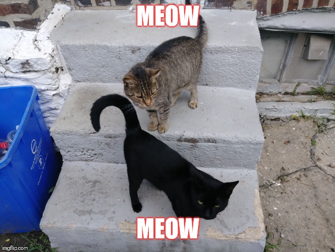 MEOW MEOW | MEOW; MEOW | image tagged in cats,cat,grumpy cat,funny cats | made w/ Imgflip meme maker