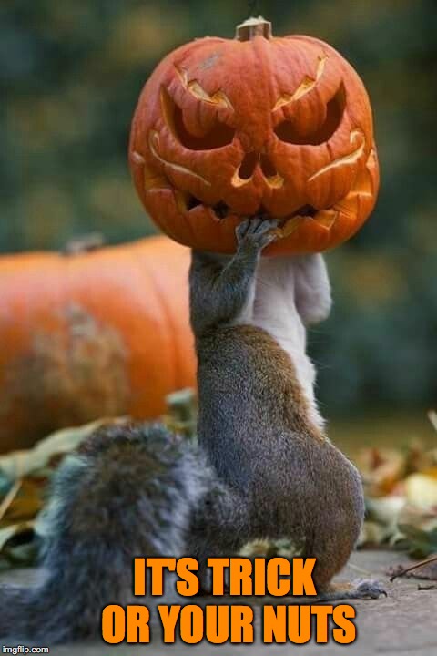 IT'S TRICK OR YOUR NUTS | image tagged in happy halloween,squirrel,nuts | made w/ Imgflip meme maker