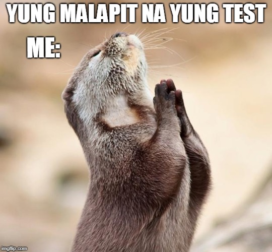 animal praying | YUNG MALAPIT NA YUNG TEST; ME: | image tagged in animal praying | made w/ Imgflip meme maker