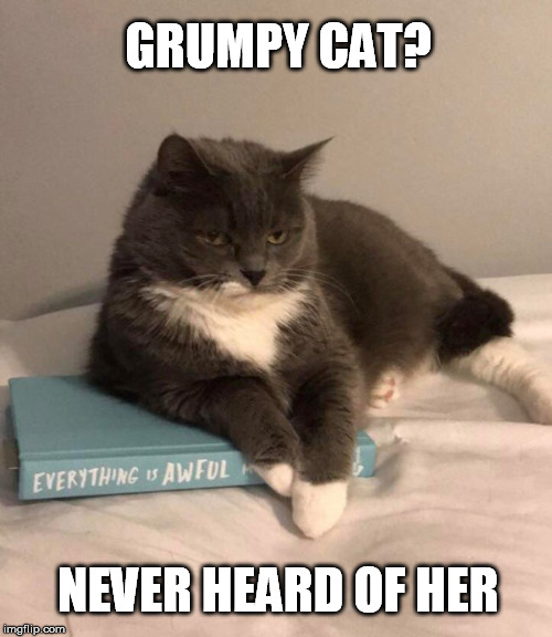 Grumpy Cat Weekend by Craziness_all_the_way and socrates | GRUMPY CAT? NEVER HEARD OF HER | image tagged in grumpy cat weekend,depressed cat,cat memes | made w/ Imgflip meme maker