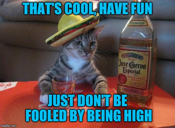 alcohol cat | THAT'S COOL, HAVE FUN JUST DON'T BE FOOLED BY BEING HIGH | image tagged in alcohol cat | made w/ Imgflip meme maker