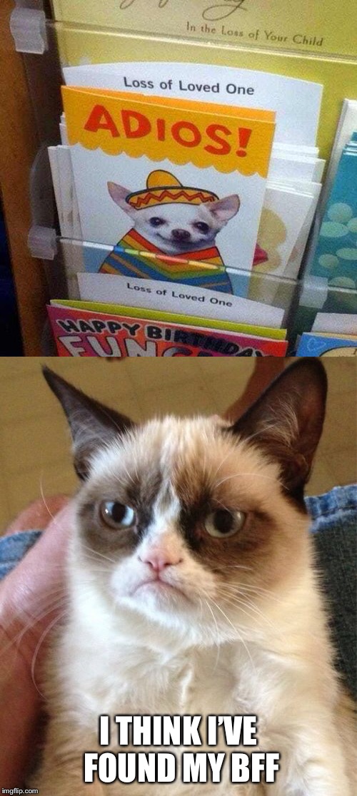 Taco Bell dog went grumpy | I THINK I’VE FOUND MY BFF | image tagged in memes,grumpy cat,taco bell dog | made w/ Imgflip meme maker