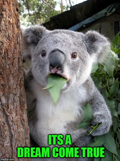Surprised Koala Meme | ITS A DREAM COME TRUE | image tagged in memes,surprised koala | made w/ Imgflip meme maker