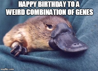 HAPPY BIRTHDAY TO A WEIRD COMBINATION OF GENES | image tagged in platypus | made w/ Imgflip meme maker