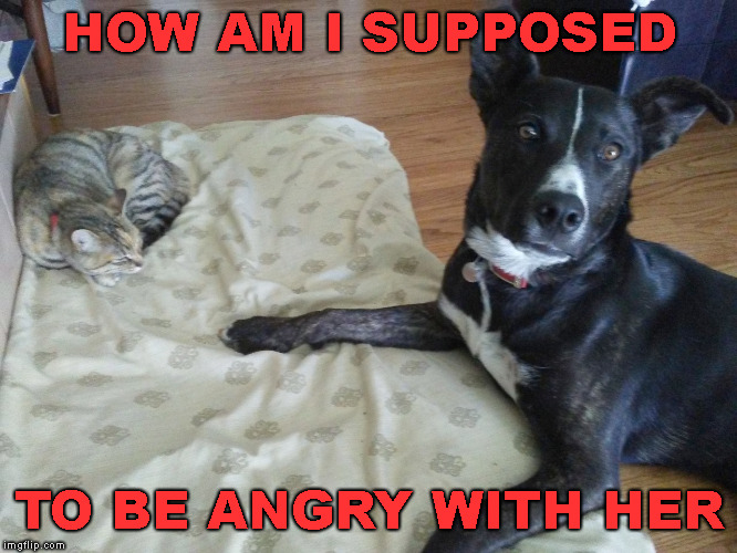 cat in dog bed | HOW AM I SUPPOSED TO BE ANGRY WITH HER | image tagged in cat in dog bed | made w/ Imgflip meme maker