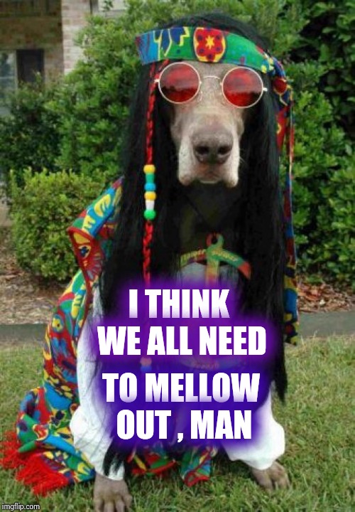 Hippie dog  | I THINK WE ALL NEED TO MELLOW OUT , MAN | image tagged in hippie dog | made w/ Imgflip meme maker