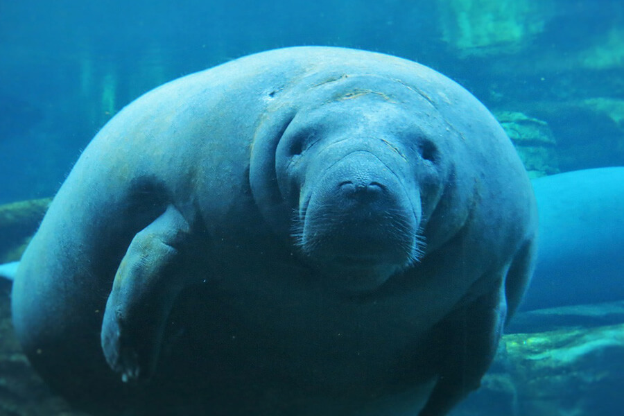 Wendell the Manatee Blank Meme Template