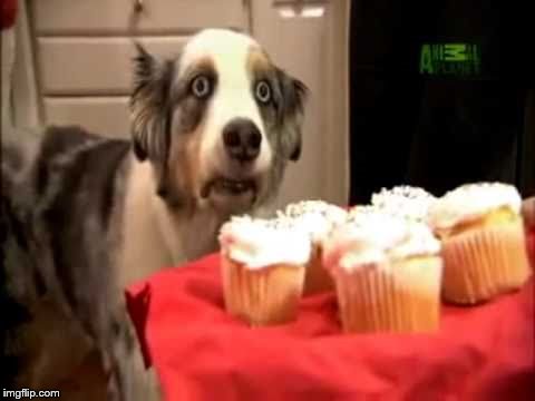 Muffin Dog PTSD | . | image tagged in muffin dog ptsd | made w/ Imgflip meme maker