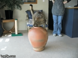 Hmmm this looks interesting....will I fit? | NOPE | image tagged in gifs,cats | made w/ Imgflip video-to-gif maker