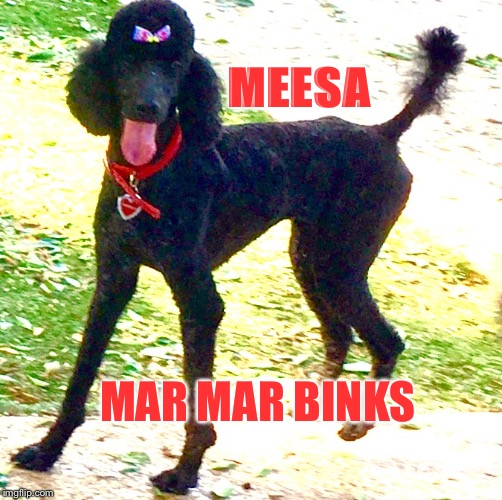MEESA; MAR MAR BINKS | image tagged in marley poodle | made w/ Imgflip meme maker