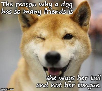 wink doge | The reason why a dog has so many friends is; she wags her tail and not her tongue. | image tagged in wink doge | made w/ Imgflip meme maker