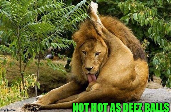 lion licking balls | NOT HOT AS DEEZ BALLS | image tagged in lion licking balls | made w/ Imgflip meme maker