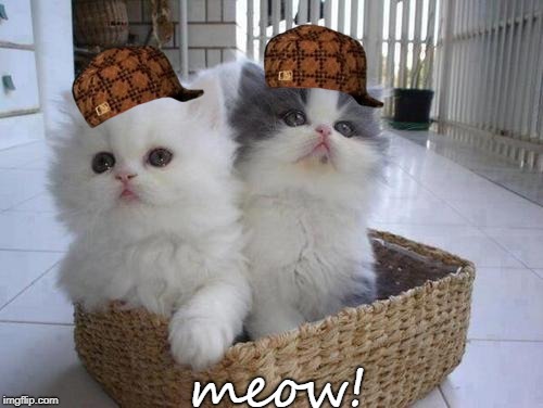 Scumbag Kitties | meow! | image tagged in kittens in a basket,scumbag,tsfw totally safe for work | made w/ Imgflip meme maker