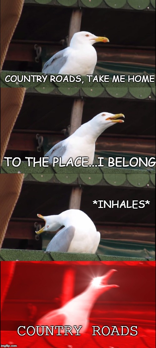 Inhaling Seagull | COUNTRY ROADS, TAKE ME HOME; TO THE PLACE...I BELONG; *INHALES*; COUNTRY ROADS | image tagged in memes,inhaling seagull | made w/ Imgflip meme maker