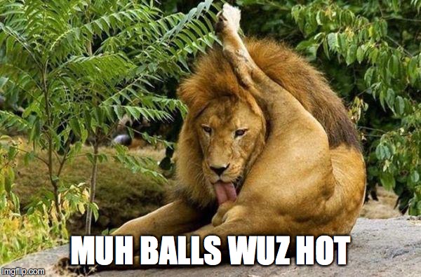 Muh balls wuz hot | MUH BALLS WUZ HOT | image tagged in lion licking balls,hot balls,licking | made w/ Imgflip meme maker