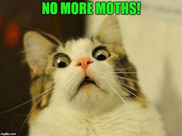 Scared Cat Meme | NO MORE MOTHS! | image tagged in memes,scared cat | made w/ Imgflip meme maker