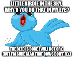 If cows flew... | LITTLE BIRDIE IN THE SKY, WHY'D YOU DO THAT IN MY EYE? THE DEED IS DONE I WILL NOT CRY, (BUT I'M SURE GLAD THAT COWS DON'T FLY.) | image tagged in funny,funny memes,funny meme,too funny,funny animals,lol so funny | made w/ Imgflip meme maker
