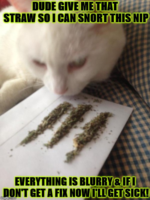 DUDE GIVE ME THAT STRAW SO I CAN SNORT THIS NIP; EVERYTHING IS BLURRY & IF I DON'T GET A FIX NOW I'LL GET SICK! | image tagged in nip snorter | made w/ Imgflip meme maker