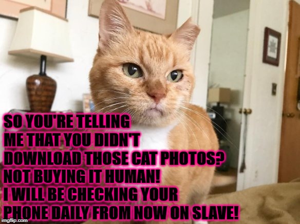 SO YOU'RE TELLING ME THAT YOU DIDN'T DOWNLOAD THOSE CAT PHOTOS? NOT BUYING IT HUMAN! I WILL BE CHECKING YOUR PHONE DAILY FROM NOW ON SLAVE! | image tagged in you're telling me | made w/ Imgflip meme maker