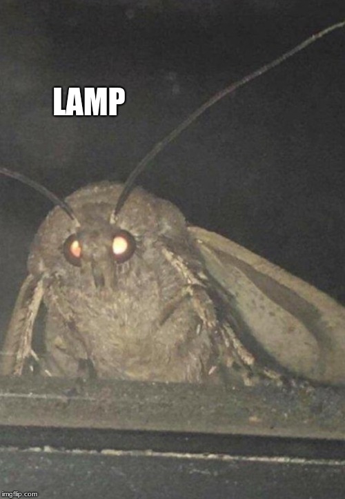 LAMP | LAMP | image tagged in moth,memes,lamp | made w/ Imgflip meme maker