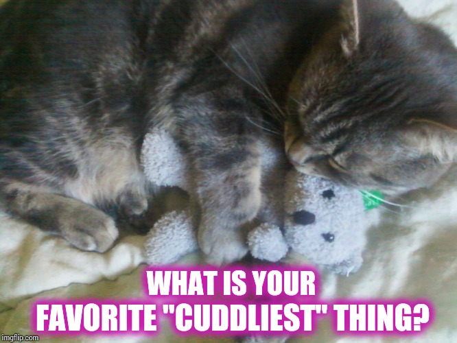 Cuddle Bunny | WHAT IS YOUR; FAVORITE "CUDDLIEST" THING? | image tagged in cute kitty cuddles favorite toy,aww,memes,meme,cuddle,cuddling | made w/ Imgflip meme maker