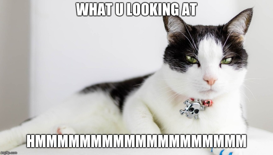 Suspicous cat | WHAT U LOOKING AT; HMMMMMMMMMMMMMMMMMMM | image tagged in cats | made w/ Imgflip meme maker