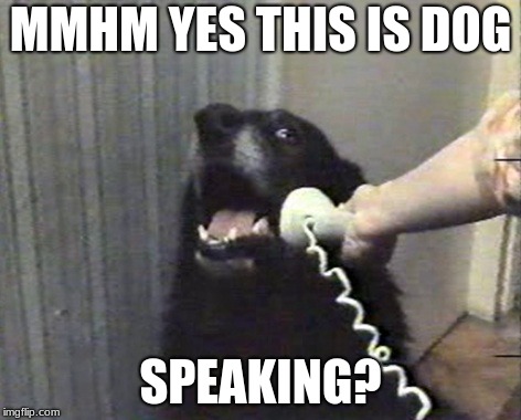hello this is dog | MMHM YES THIS IS DOG; SPEAKING? | image tagged in hello this is dog | made w/ Imgflip meme maker