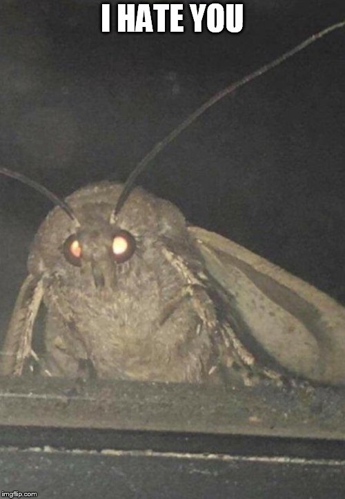 Moth | I HATE YOU | image tagged in moth | made w/ Imgflip meme maker
