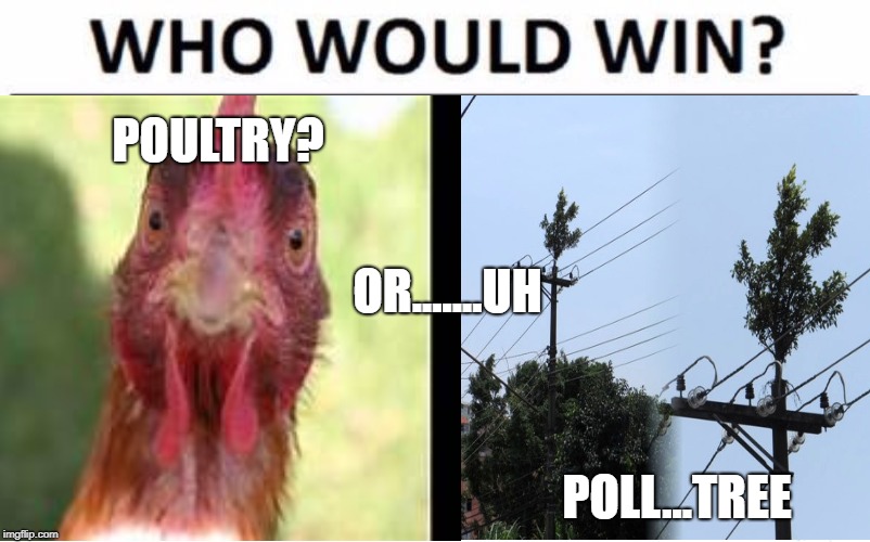 What the "CLUCK?" | POULTRY? OR.......UH; POLL...TREE | image tagged in memes,who would win,poultry,what the hell | made w/ Imgflip meme maker