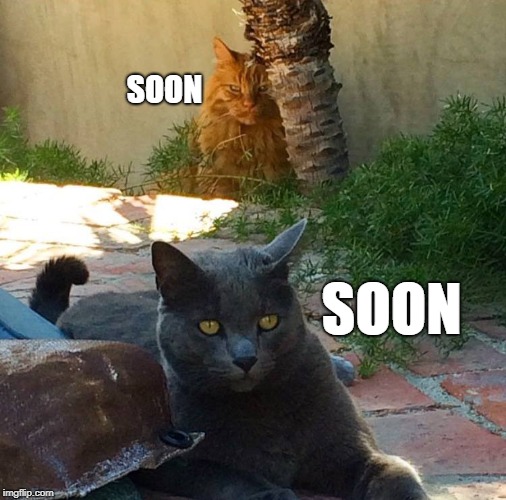 Two Soons | SOON; SOON | image tagged in soon revenge cats | made w/ Imgflip meme maker