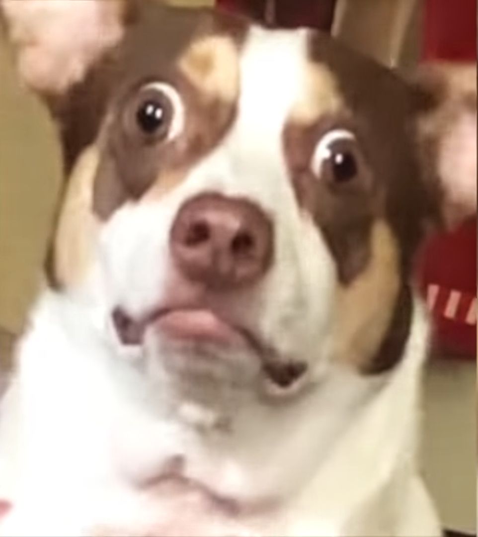 Surprised Dog Blank Meme Template