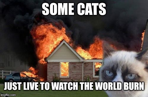 Burn Kitty Meme | SOME CATS JUST LIVE TO WATCH THE WORLD BURN | image tagged in memes,burn kitty,grumpy cat | made w/ Imgflip meme maker