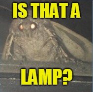 IS THAT A LAMP? | made w/ Imgflip meme maker