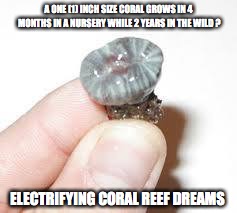 CORAL | A ONE (1) INCH SIZE CORAL GROWS IN 4 MONTHS IN A NURSERY WHILE 2 YEARS IN THE WILD ? ELECTRIFYING CORAL REEF DREAMS | image tagged in coral | made w/ Imgflip meme maker