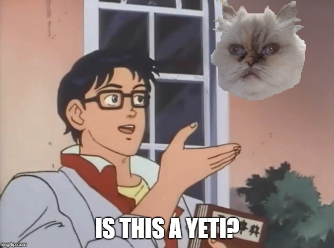 IS THIS A YETI? | image tagged in cat,sophie | made w/ Imgflip meme maker