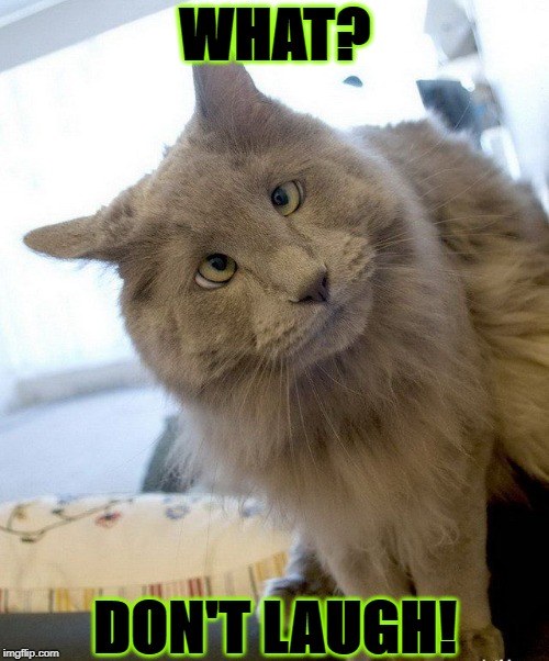 WHAT? DON'T LAUGH! | image tagged in what | made w/ Imgflip meme maker