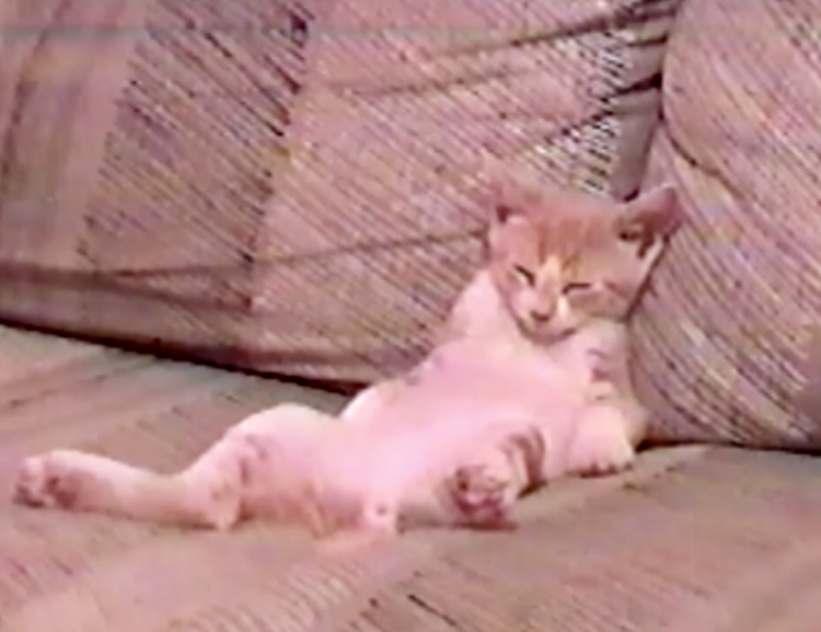 Couch Kitten in Training Blank Meme Template