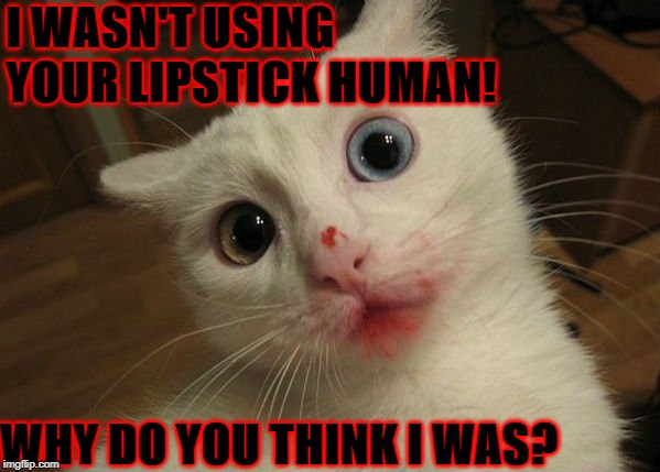 LIPSTICK IDIOT | I WASN'T USING YOUR LIPSTICK HUMAN! WHY DO YOU THINK I WAS? | image tagged in lipstick idiot | made w/ Imgflip meme maker