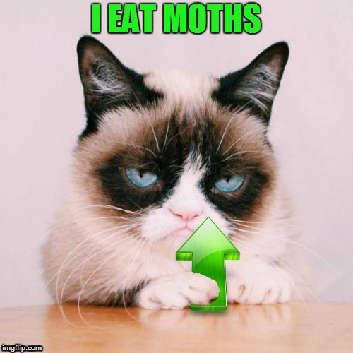 I EAT MOTHS | made w/ Imgflip meme maker