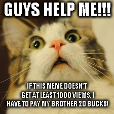 scared cat | GUYS HELP ME!!! IF THIS MEME DOESN'T GET AT LEAST 1000 VIEWS, I HAVE TO PAY MY BROTHER 20 BUCKS! | image tagged in scared cat | made w/ Imgflip meme maker