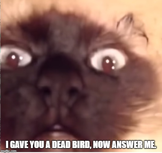 I GAVE YOU A DEAD BIRD, NOW ANSWER ME. | image tagged in cat funny memes shitpost | made w/ Imgflip meme maker
