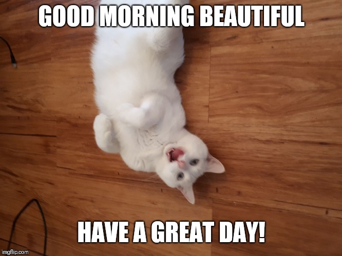 Good morning | GOOD MORNING BEAUTIFUL; HAVE A GREAT DAY! | image tagged in good morning,cat | made w/ Imgflip meme maker