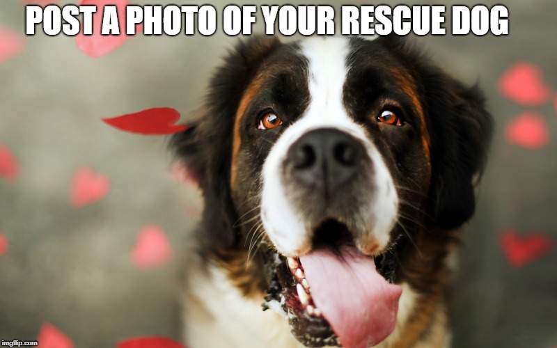 Rescue Dog | POST A PHOTO OF YOUR RESCUE DOG | image tagged in dog,dogs,adopted | made w/ Imgflip meme maker
