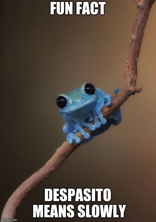 Fun fact frog | FUN FACT DESPASITO MEANS SLOWLY | image tagged in fun fact frog | made w/ Imgflip meme maker