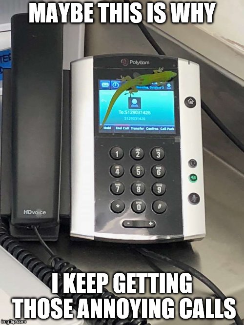 A gecko in Hawaii made quite a few prank calls...classic... | MAYBE THIS IS WHY; I KEEP GETTING THOSE ANNOYING CALLS | image tagged in lizard,prank,phone call,call center rep | made w/ Imgflip meme maker