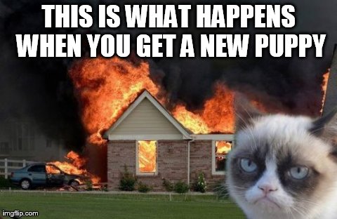 Burn Kitty | image tagged in memes,burn kitty,grumpy cat | made w/ Imgflip meme maker